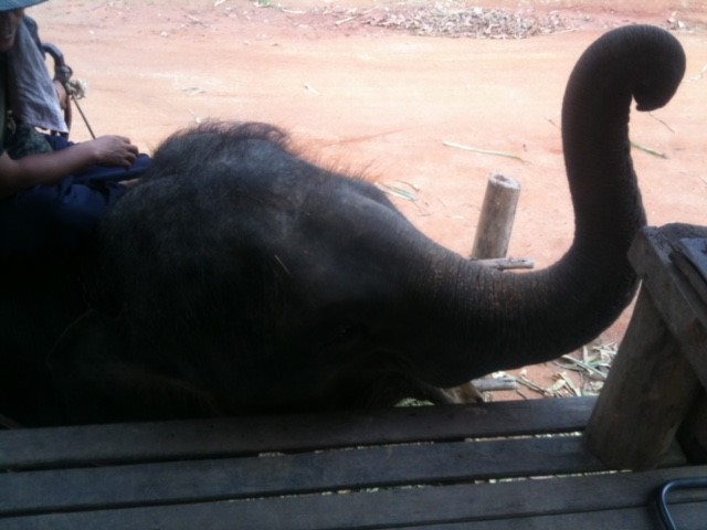 elephant koh samui